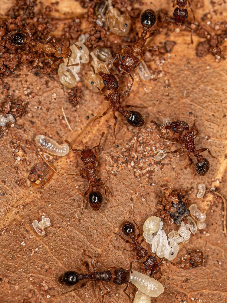 Professional Ant Treatment