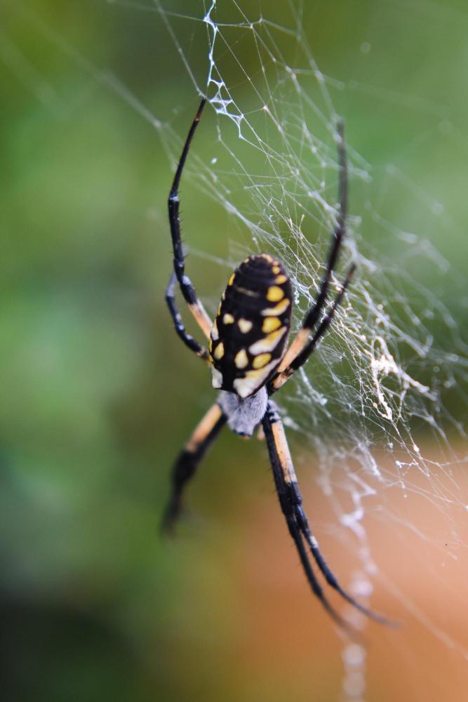 Professional Spider Control Process