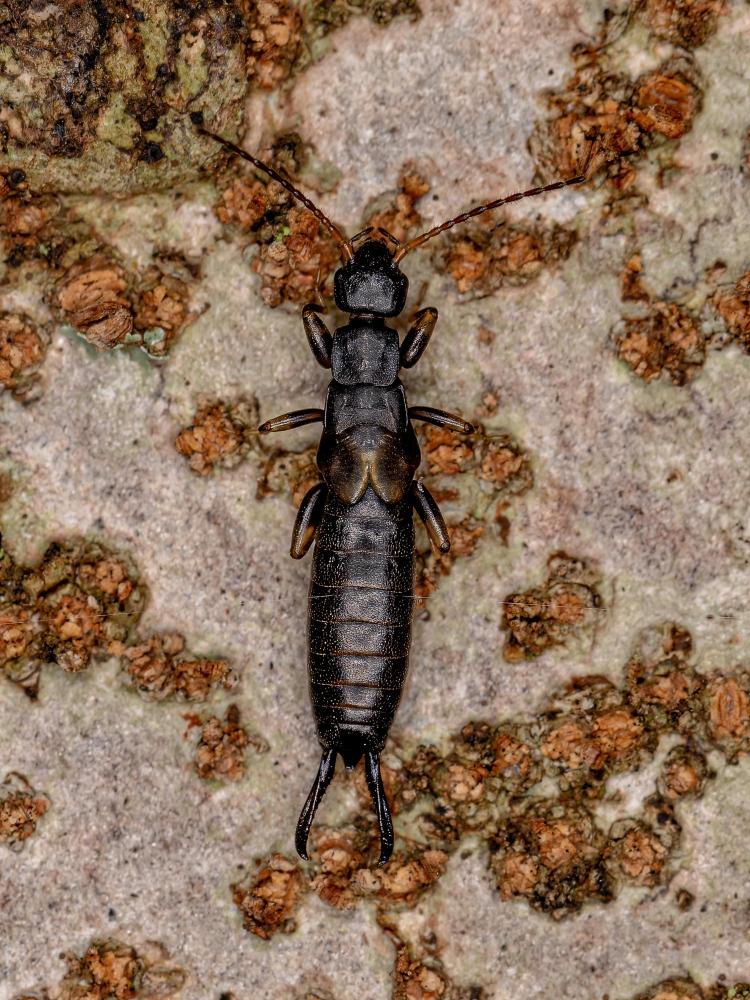 Earwig Prevention Methods