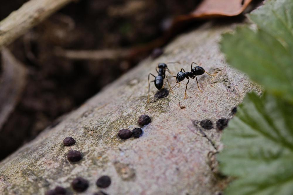 Source Pest Control Technician