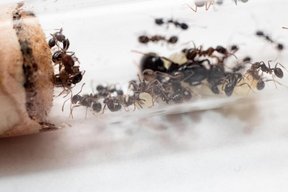 Ant Control Near Me