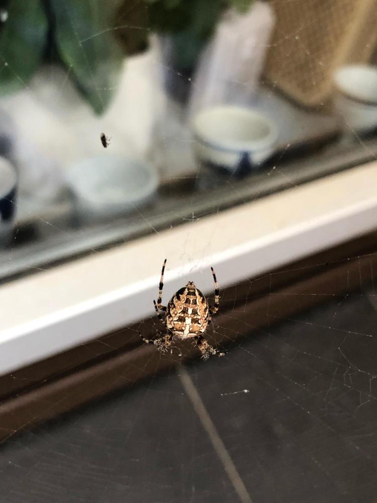 Pest Control Inspection Process