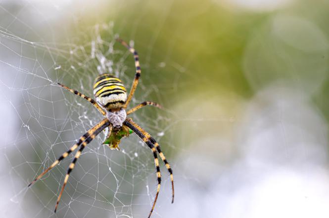 Professional Spider Treatment Service