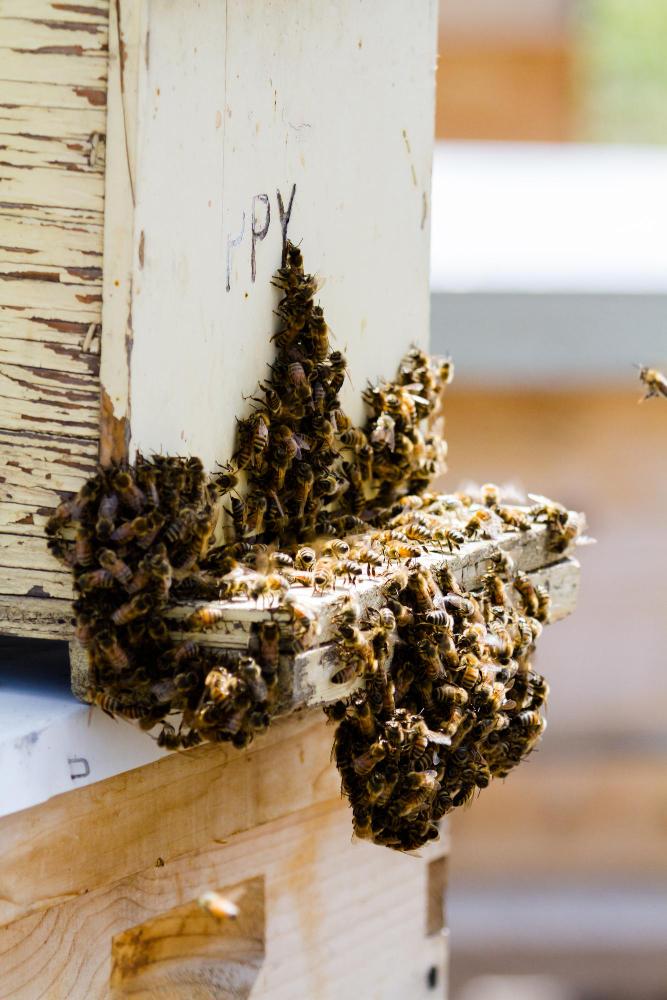 Professional Wasp Removal