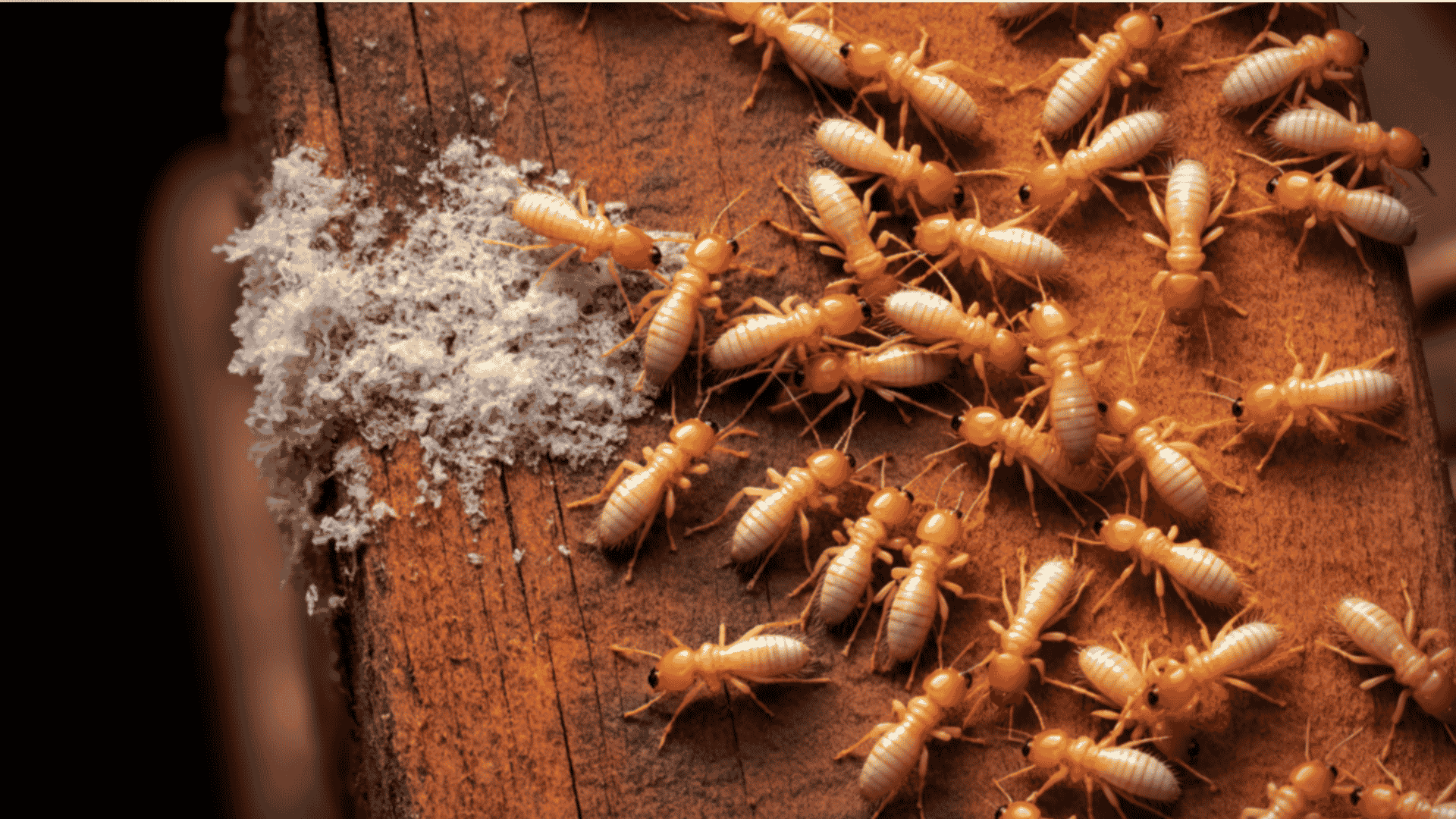 Temecula Termite Inspection and Treatment