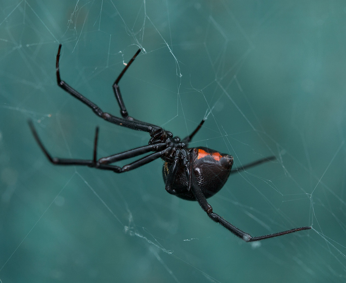 spider-expert image Spider image